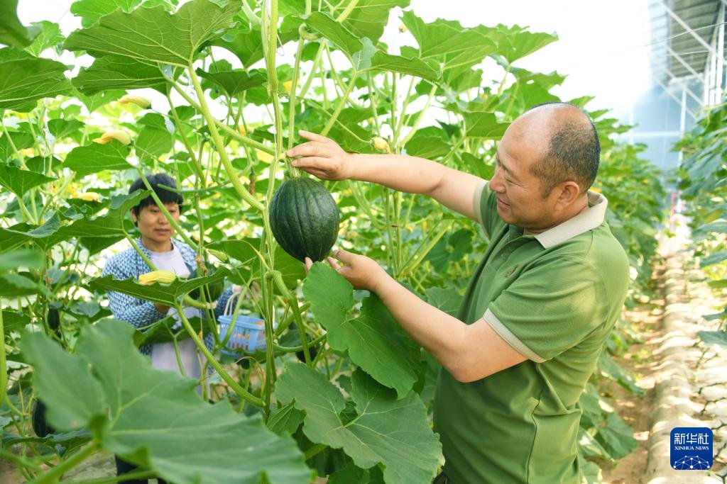 Pumpkins, ripe and plentiful, dangle from vines, beckoning eager farmers to gather such nature's gifts at an agricultural industrial park in Pinggu District of Beijing. #ChinaAgriculture