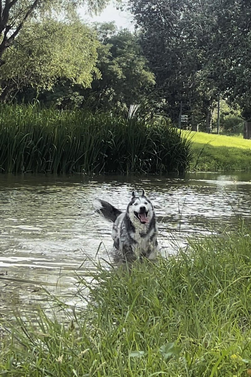 TrerlorethtEoR's tweet image. 犬の楽しい時間を発見して、アウトドアライフを満喫してみてはいかがでしょうか。