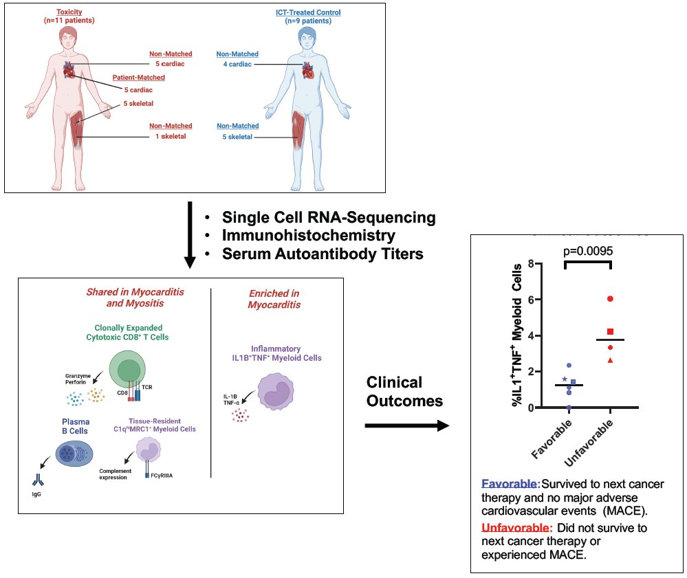 Bilal A. Siddiqui, MD (@bsiddiquimd) on Twitter photo 1/4 Published in <a href="/CIR_AACR/">Cancer Immunology Research</a>! Evaluation of cardiac & skeletal muscle biopsies in patients w/myocarditis & myositis identified immune mechanisms possibly contributing to these fatal irAEs. <a href="/MDAndersonNews/">MD Anderson Cancer Center</a> @PamSharmaMDPhD <a href="/sumit_subudhi/">Sumit Subudhi</a> <a href="/PalaskasN/">Nicolas Palaskas, MD</a> <a href="/IamLinghua/">Linghua Wang, MD, PhD</a> aacrjournals.org/cancerimmunolr⦠1/4 Published in <a href="/CIR_AACR/">Cancer Immunology Research</a>! Evaluation of cardiac & skeletal muscle biopsies in patients w/myocarditis & myositis identified immune mechanisms possibly contributing to these fatal irAEs. <a href="/MDAndersonNews/">MD Anderson Cancer Center</a> @PamSharmaMDPhD <a href="/sumit_subudhi/">Sumit Subudhi</a> <a href="/PalaskasN/">Nicolas Palaskas, MD</a> <a href="/IamLinghua/">Linghua Wang, MD, PhD</a> aacrjournals.org/cancerimmunolrā¦