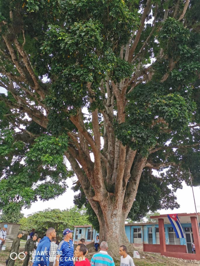 En Yateras, #Guantánamo, podemos visualizar esta Ceiba gigante, plantada por un hombre gigante, nuestro Comandante en Jefe #Fidel. La altura convertida en altura, así de coincidente. #FidelPorSiempre