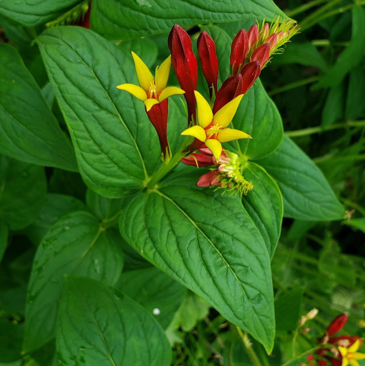 Indian Pink (Spigelia marilandica) #WhatYouPlantMatters #nativeplants #naturallandscape #GrowNative #pollinatorgarden