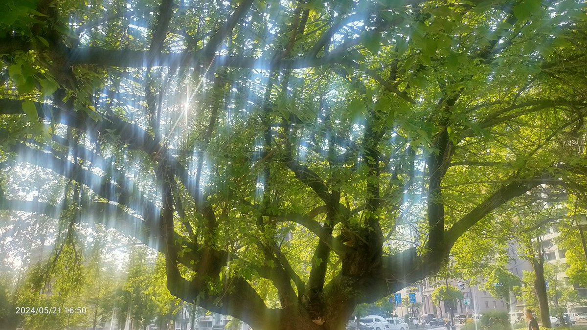 akubi_cchi's tweet photo. 昨日の太陽☀
光のカーテン?
シャワーみたいに降り注いでる✨✨✨
#カコソラ #太陽 #Sun
#Tree #木🌳 #MotherTree #マザツリー https://t.co/yC6rbZzOzc