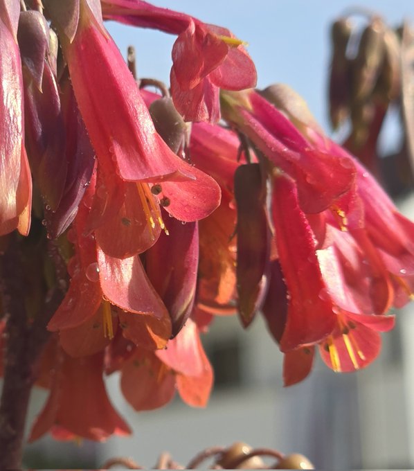Gibbsability's tweet photo. #flowers #nature #NatureBeautiful https://t.co/YocLHnvVw3