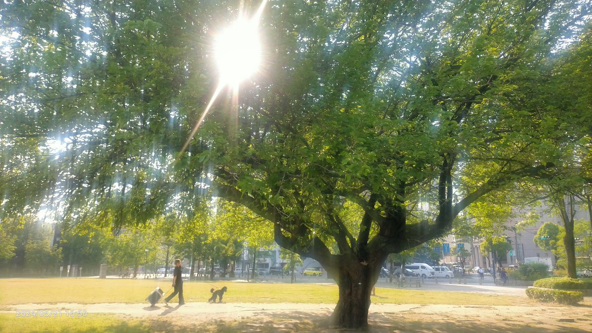 akubi_cchi's tweet photo. #カコソラ #太陽 ☀ #反射
#犬とお散歩 🚶🐕
#MotherTree https://t.co/16LxuDoxwG