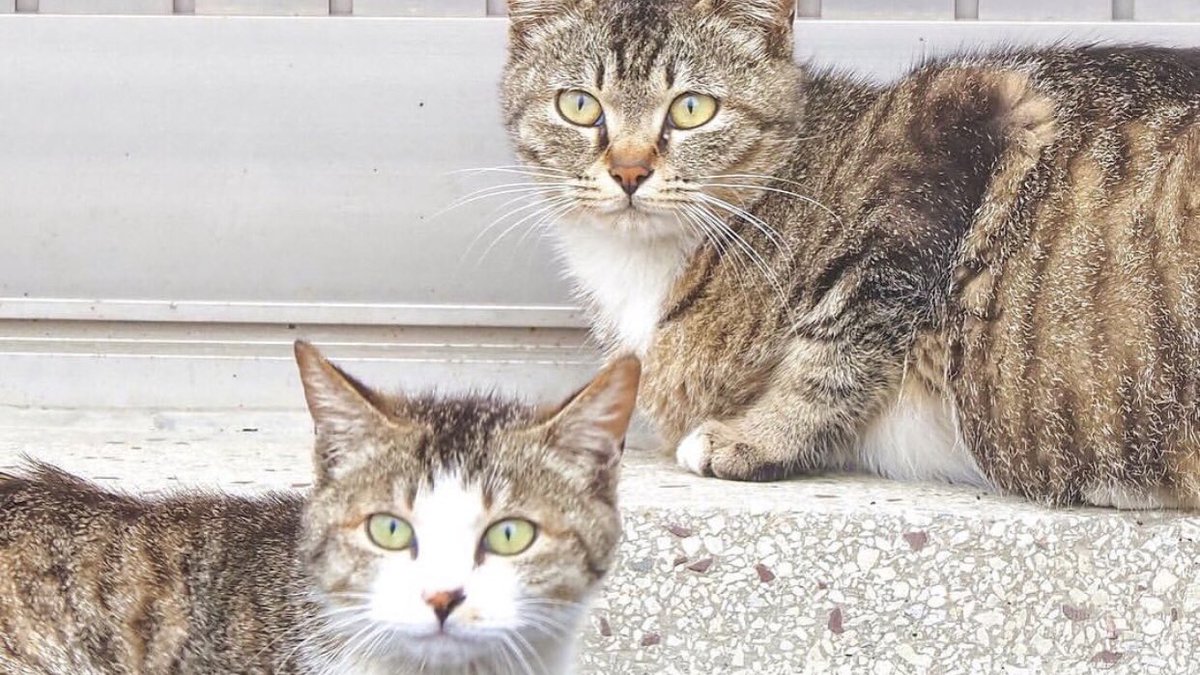 heyimwhere's tweet photo. #ctrl_c #ctrl_v
.
….서커스단이냐😾 https://t.co/b6dfHqQzKG