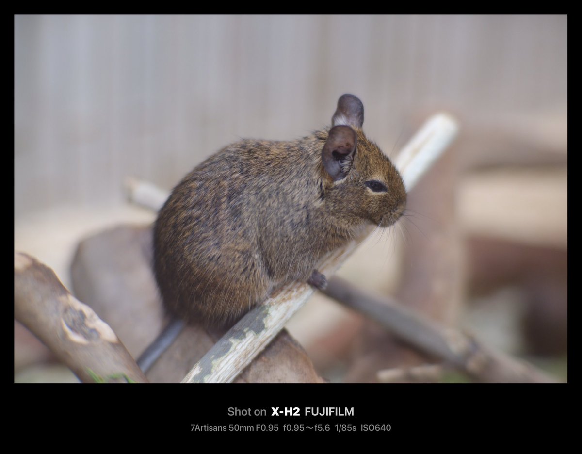 PhotonPlus's tweet photo. XF90mmF2買った幸せになるかもしれない
X-H2と7Artisans50mmF0.95 
#富士フイルム #fujifilm #fujifilm_xseries #fujifilmxh2 #xh2 #七工匠 #7Artisans https://t.co/4hvjF40vEG