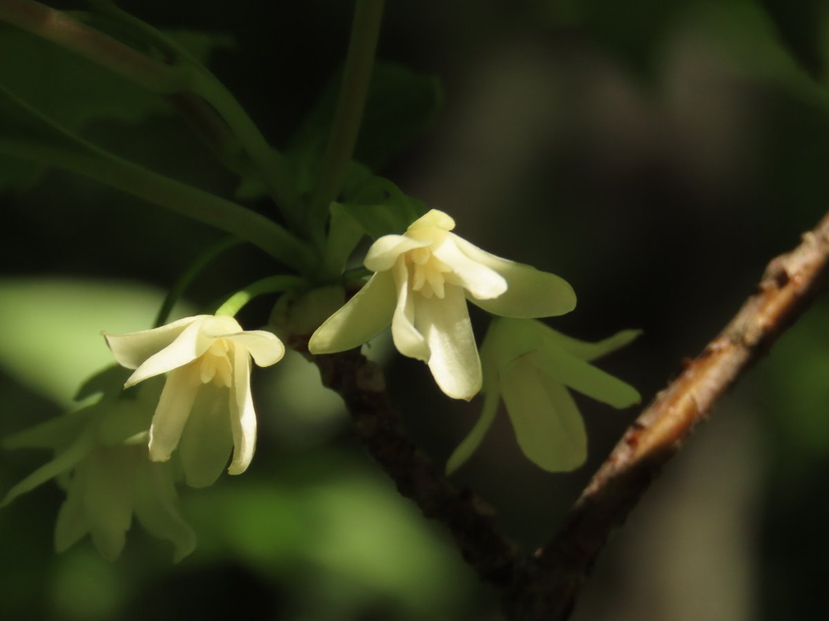 標高1100ｍあたりの林道にチョウセンゴミシ(朝鮮五味子)が白い小さな花をつけています❀

先週見たときは雄花ばかりのようでしたが、昨日は運良く雌花も見ることができました。

②雌花
③④雄花