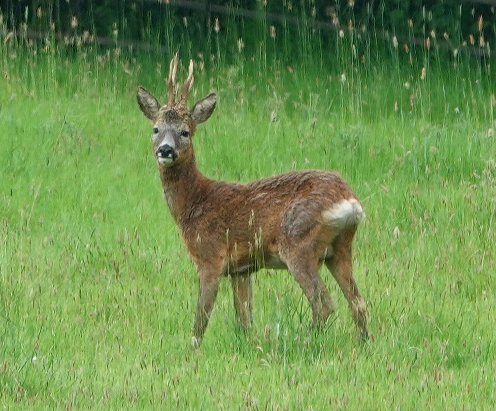 Roe buck, busy watching me in the 'park' yesterday.
Conservation@althorp.com #roedeer #Spencerestates