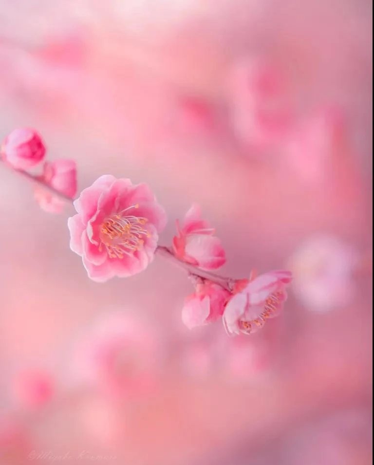 Beautiful flowers.🌸🌿 #Goodmorning #NaturePhotography