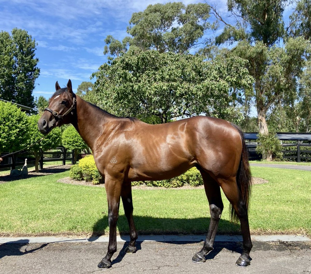 Congratulations to @cwallerracing Team with the maiden success of PRIVATE LIFE, his future looks bright. Seen here departing @CoolmoreAus Mt. White Farm to begin his preparation.