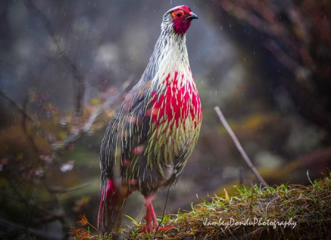 Blood pheasant is the State bird of Sikkim. It is locally called ‘chilimey’ in Nepali and ‘semo’ in Bhutia. A high altitude Himalayan bird of north east. DYK that sexual dimorphism makes males look different and more colourful than females in pheasants. PC: @JambeyDondu