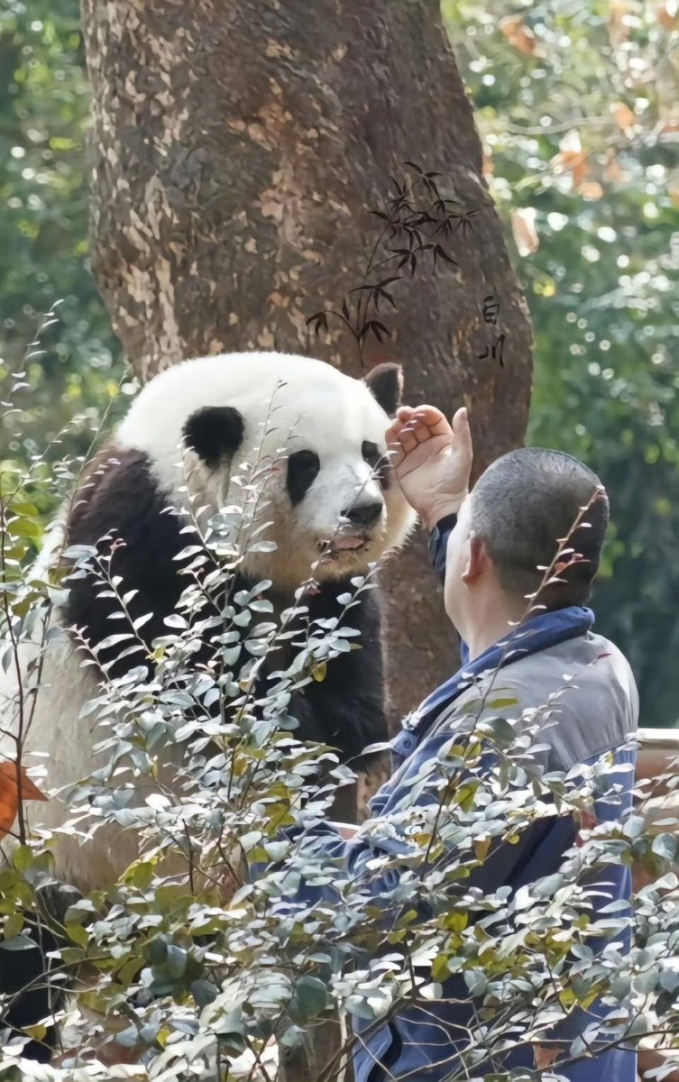 yangmali0214's tweet photo. 恭喜花花担任文旅局荣誉局长

Congratulations on your appointment as Honorary Director of Tourism Bureau

#熊猫 #Panda https://t.co/4Qm0NmiRye