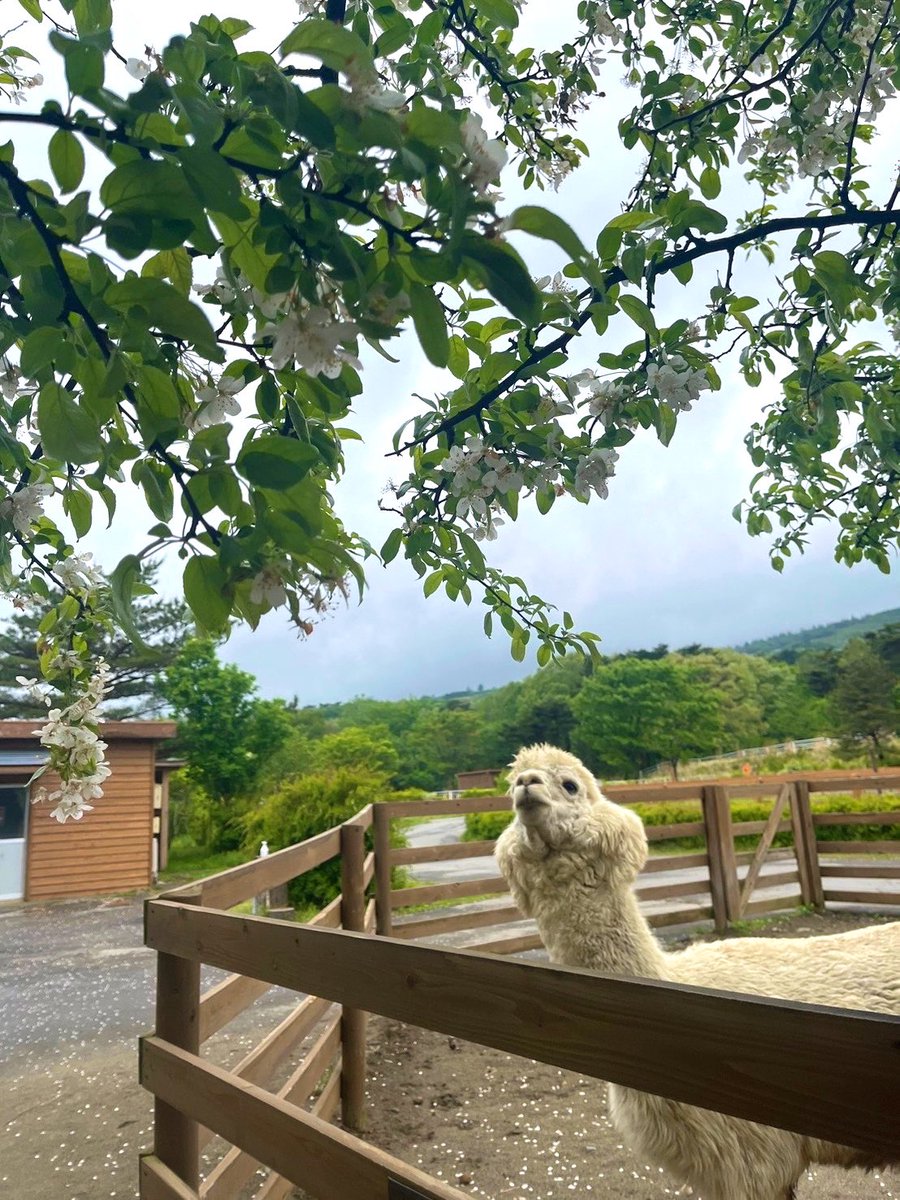 物思いにふけるソヨカゼくん…💭 よくみたらお花に興味津々なだけでした🦙 #那須どうぶつ王国　#アルパカ #もふもふ