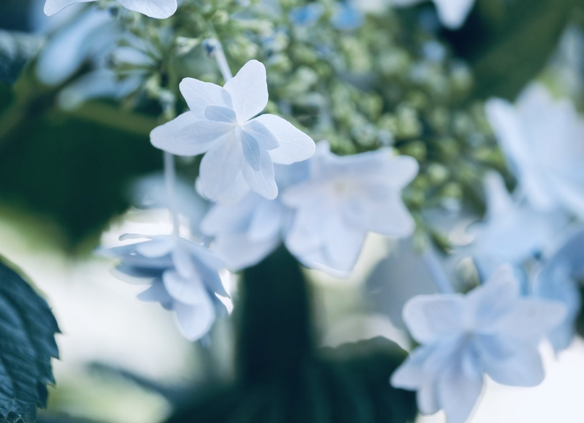 雪の結晶が降るように咲く紫陽花