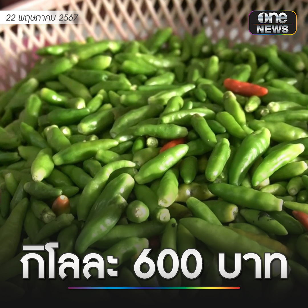 แพงลิ่ว! พริกขี้หนูสวนตลาดสดเทศบาล 2 เทศบาลเมืองอุทัยธานี กิโลกรัมละ 600 บาท แม่ค้าเผย บางอำเภอราคาพุ่งถึงกิโลกรัมละ 800 บาท ส่วนหน้าสวนเผยว่ายังแล้งอยู่ ผลผลิตไม่เพียงต่อความต้องการส่งผลให้ราคาสูงขึ้น #สำนักข่าววันนิวส์