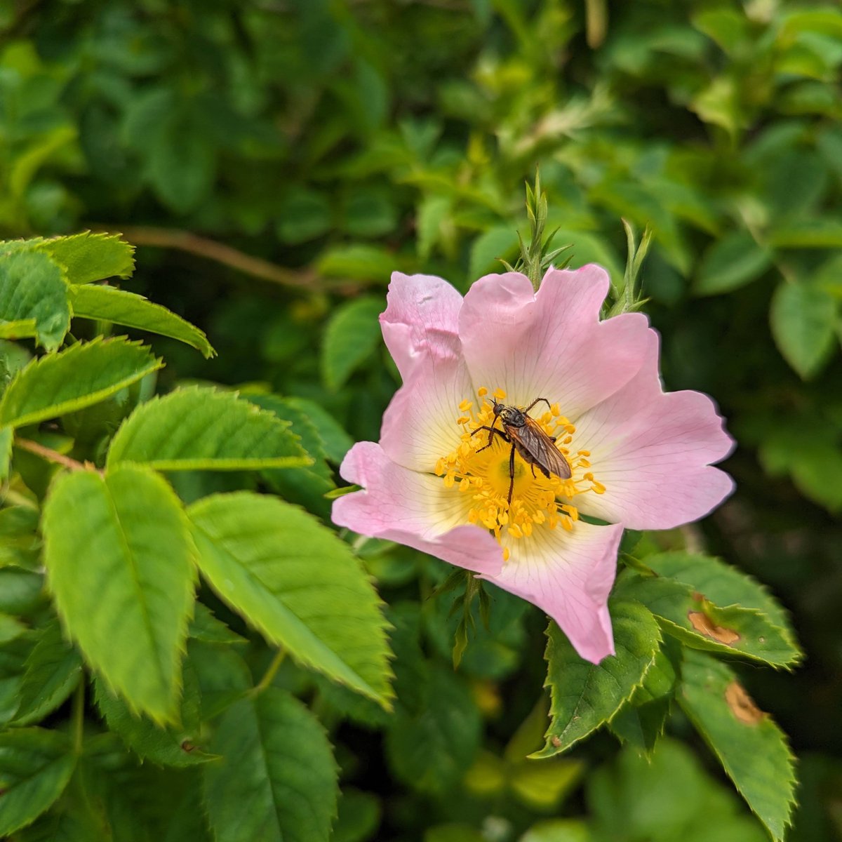 It's not just our honeybees that rely on nectar and pollen to survive. We must look after all of our native pollinators. Anyone out there know what this little chap is called?
#NorfolkHoneyCo
#StewartSpinks
#BeekeepingForAll
#Beekeeping
#Honeybees
#BeeFarmer
#Patreon