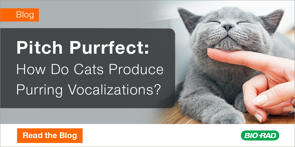 Have you ever wondered how your cat is able to produce that familiar rumbling purring noise? In this blog, we discuss a recent paper in which they shine a new light on the mechanisms that drive purring in cats. 
Read more: ow.ly/Lbps50RIPuY

#LabCrunches #Cats #Purring
