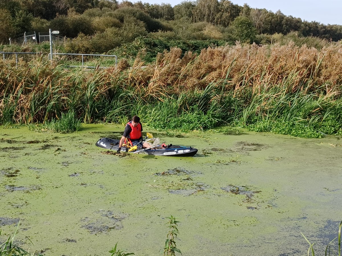 The RiverCare Lincoln Paddlers team will be working alongside the @angling_trust, @eastmerciart, and @paddle_uk to remove this invasive non native plant from Lincoln Waterways.
#INNSWeek #BigPaddleCleanUp 
@KeepBritainTidy