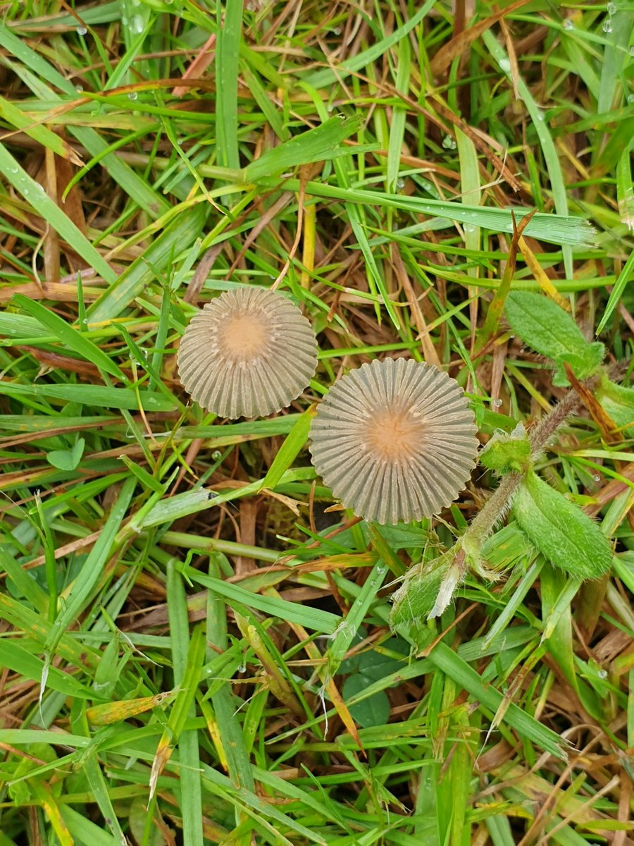GeraldM64883070's tweet photo. Overnight rain brought out the pleated inkcaps this morning. Beautiful #inkcaps #parasolaplicatilis #fungi #londongardens https://t.co/oStx3ICi6Y
