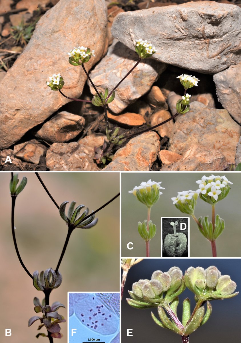 The #flora of the Iberian peninsula never ceases to amaze us! A NEW GENUS (Castrila, Rubiaceae), has just been described from the baetic mountains in SE Spain (#Andalucia) by Blanca & al. It is monotypic, endemic and endangered. Full paper in @iaptglobal👇 bit.ly/3Ka05hd