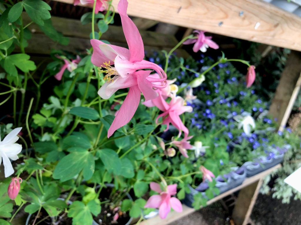 A delicate touch to any pot or plot the #aquilegia caerulea - a charming pink herbaceous perennial boasting long-spurred, rose and lighter pink flowers
#gardencentre #since1983 #socialenterprise #camdentown #northlondongardeners #gardenlovers #trainingandemploymentopportunities