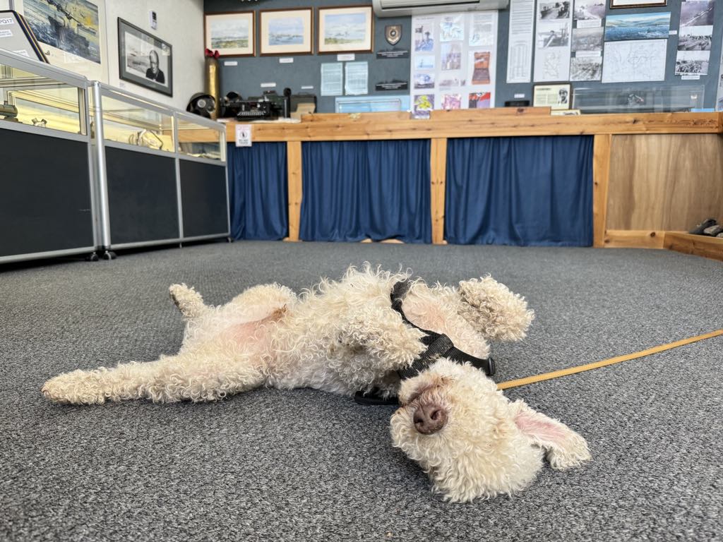 Did you know our museum is dog friendly? Eli here is making himself comfy while his owners explore the exhibition. #DogFriendly #Museum #NC500 #Aultbea #DogsWelcome #DogFriendlyMuseum
