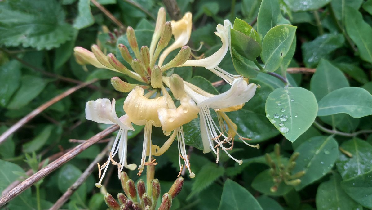 Soggy. Another day that tests my not-waterproof jacket, still wet from last night's rain. Potatoes, beans, peas & roses are loving it, as are the slugs; bees, hens, beareded irises & me, not so much. Meanwhile the first flowers of the honeysuckle have opened