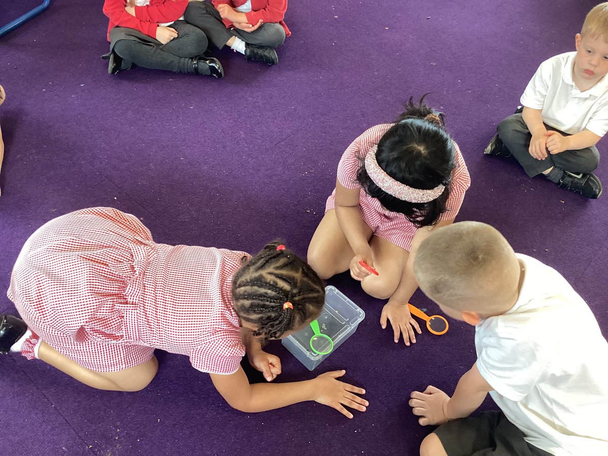 LauraShore6's tweet photo. Yesterday, children in Reception looked closely at their silkworms to spot any changes from last time they looked at them. They used the vocabulary “larva”, “pupa”, “cocoon” and “moth” to describe this stage of the silkworm lifestyle. #joeyseyfs @stjs_staveley https://t.co/EkH5Uyyyym