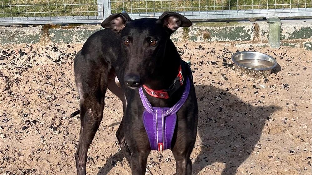 Please retweet to help find these Greyhounds homes #LANCASHIRE #UK We have a number of Greyhounds looking for their forever homes! They are all ex-racing greyhounds but do not need tons of exercise as a lot of people expect. They also like sleeping!! Bert, aged 5, is described