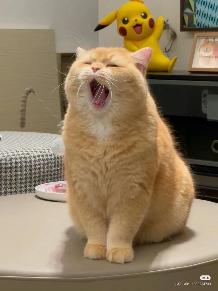 nocontextscats's tweet photo. AAAAAAAAAA https://t.co/lEzarLAmrS