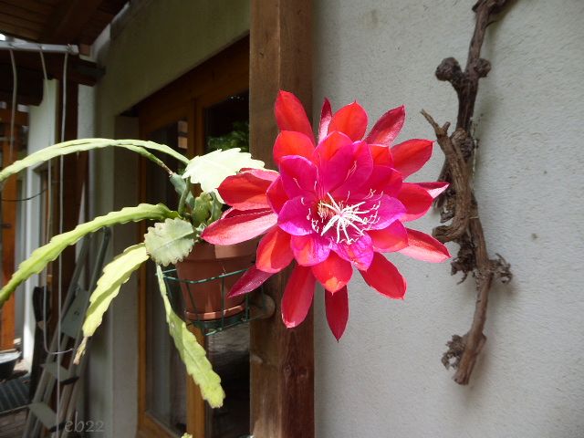 erblumenstein's tweet photo. @BlumenNatur Auch ich habe eine... https://t.co/FDK9ec0kEh