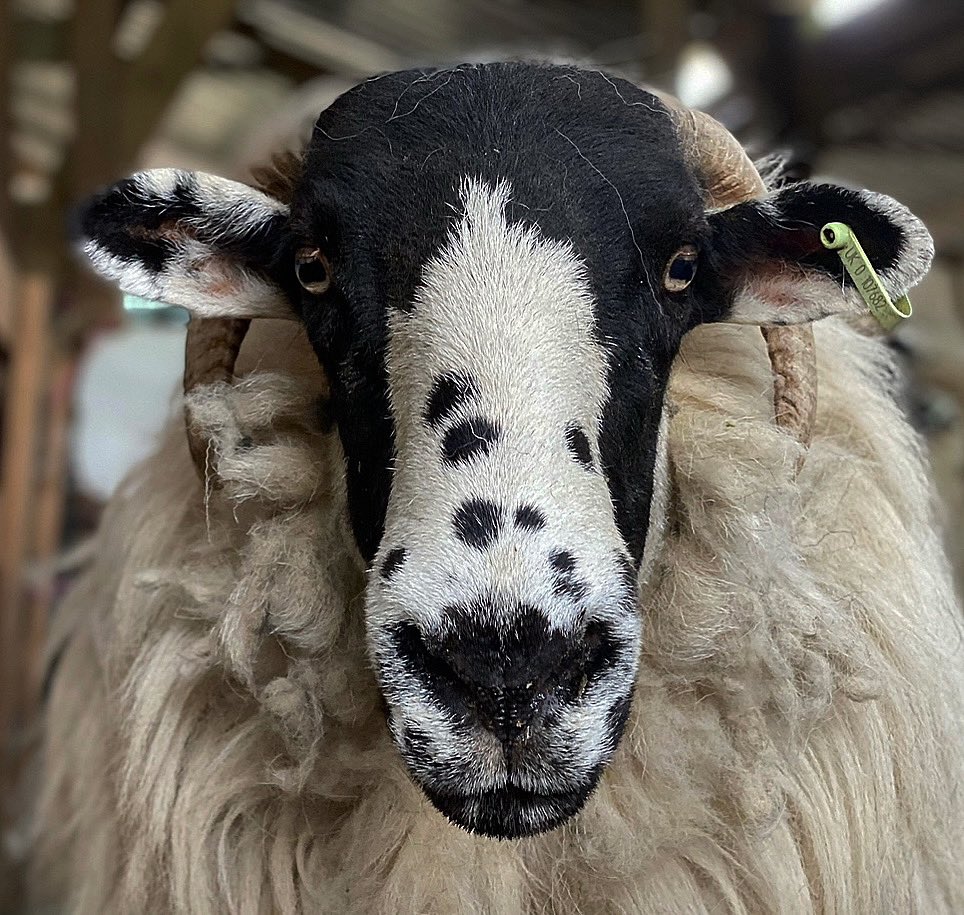 Violet … The Matriarch 💜🐑