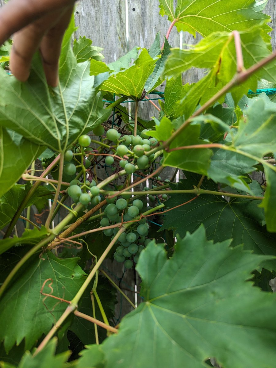 ...we're going to have an abundance of grapes🍇 this season 😊