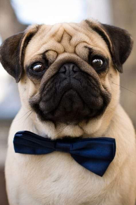 If there are no dogs in heaven, I went to go where I went when I died. ".