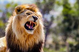 You can't try relating with me by MEOWing to me. You need to ROAR for me to understand what you are saying. Gm Gm to the LIONS out here that ROAR! ROAR me a GM!🔥