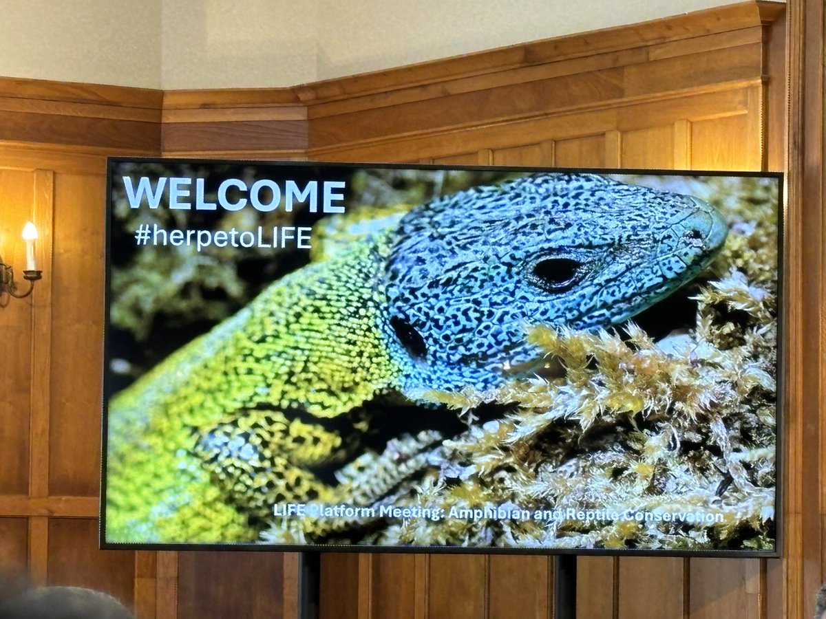 scaleric's tweet photo. Discussing herps conservation and LIFE projects in Santander, including a focus on #InvasiveSpecies of course! #herpetoLIFE https://t.co/ir84Dx6quB