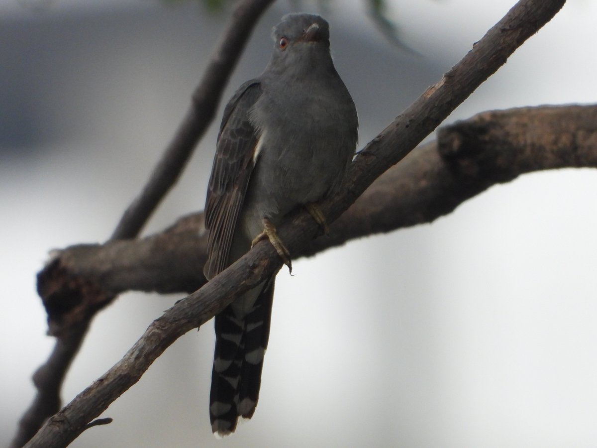 Sharing this Grey-bellied Cuckoo that visited my home at Lazimpat (=Lodging Path!) on 20 May 2024 after we had some rains the previous day. Asian Koel and Eurasian Cuckoo are regular to my area, this one I take as a special summer guest! Happy #BiodiversityDay 😀🇳🇵❤️🐟🦋🦆