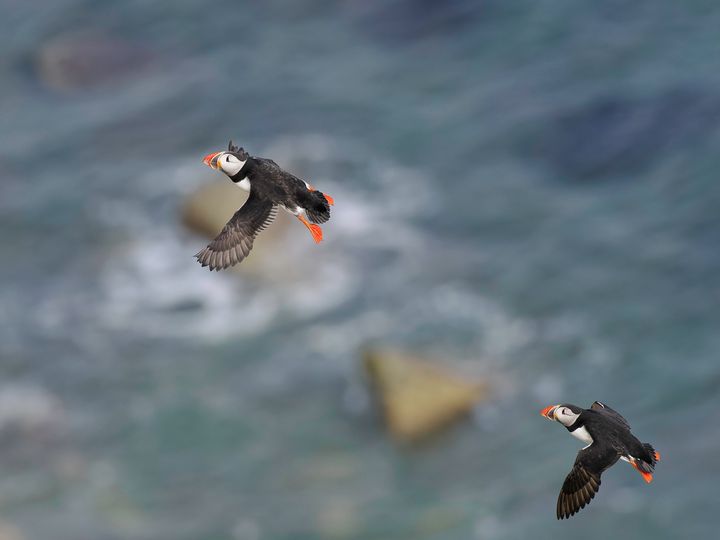 If synchronised flying was an Olympic sport, we reckon these two would win Gold. 😍🥇 Why not put a #Puffin-spotting date in your diary - they're on the cliffs until late July.  #escapetheeveryday
📷 Mark Hepples