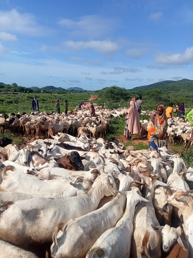 📌The animal health team in @Marsabit_county is working tirelessly to ensure a county-wide vaccination exercise! This vital effort will keep livestock healthy, improving community resilience as they recover from the recent #drought. A big thank you to our partner @USAIDSavesLives