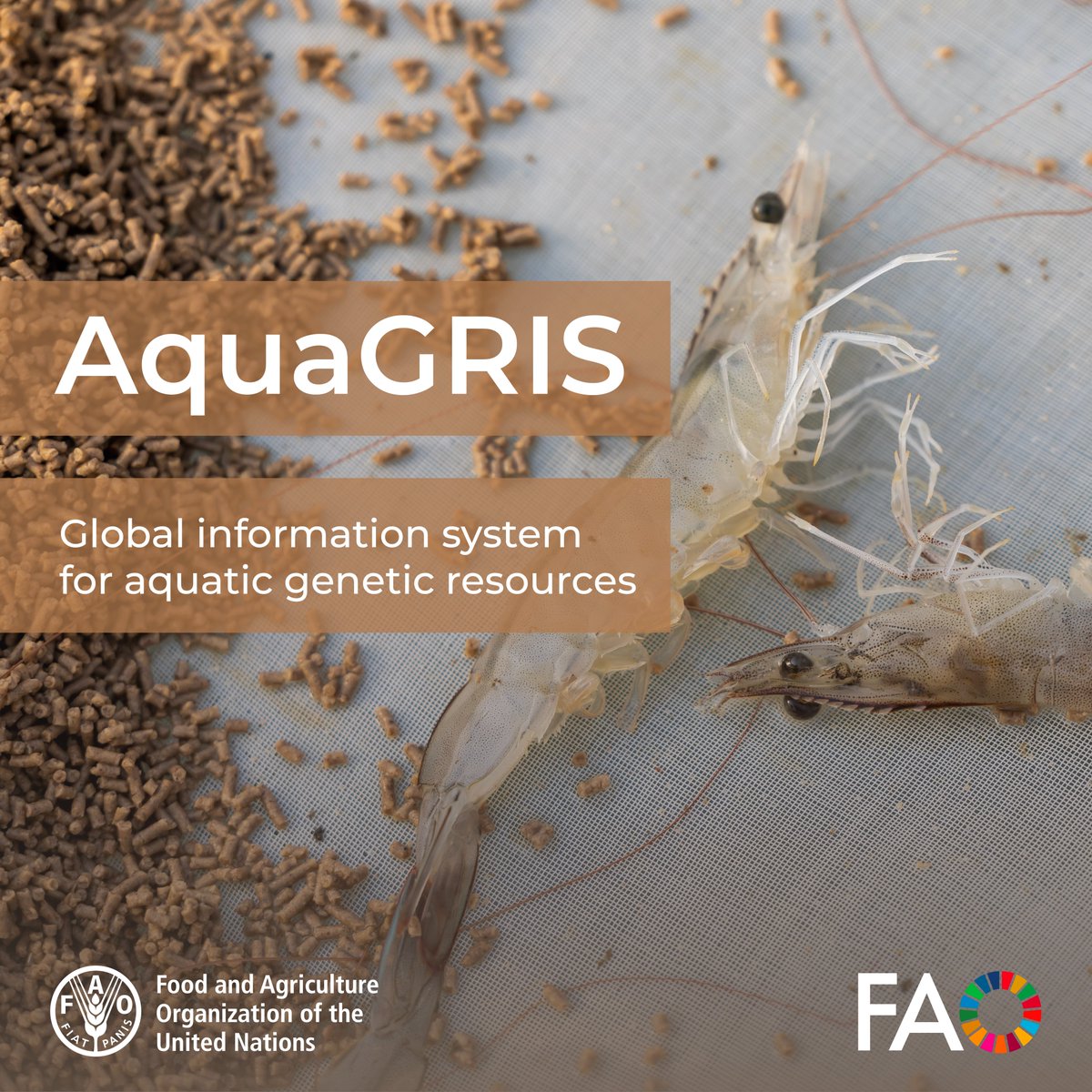 #AquaGRIS is a searchable registry of 600+ cultured species.
It helps countries to conserve &amp; develop aquatic #biodiversity, for a sustainable #Aquaculture sector.

Check it out 👉 bit.ly/44PJhWf

... and happy #WorldBiodiversityDay