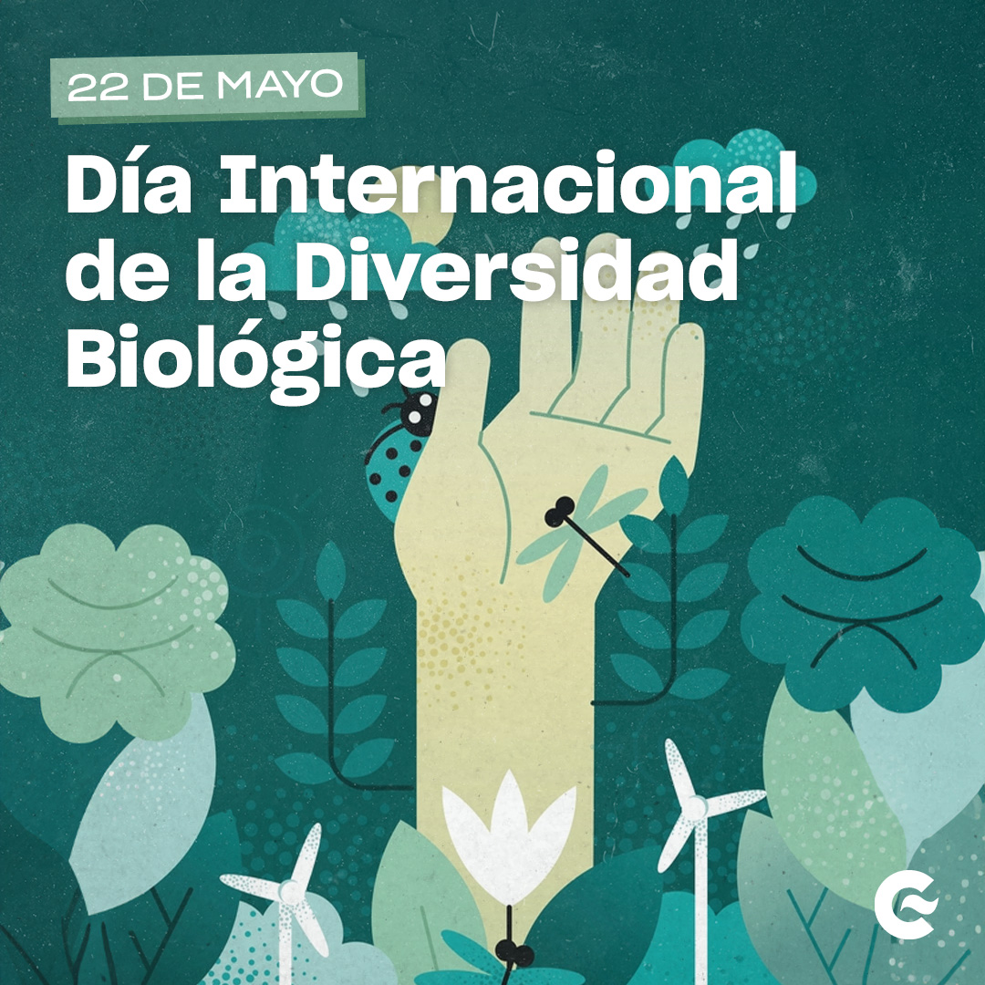 🗓️🌱 Hoy celebramos el Día Internacional de la Diversidad Biológica, una ocasión para concienciarnos de que debemos respetar, proteger y restaurar nuestra riqueza biológica para garantizar la supervivencia. #SomosCooperación 👉🏽 bit.ly/3GujkjR