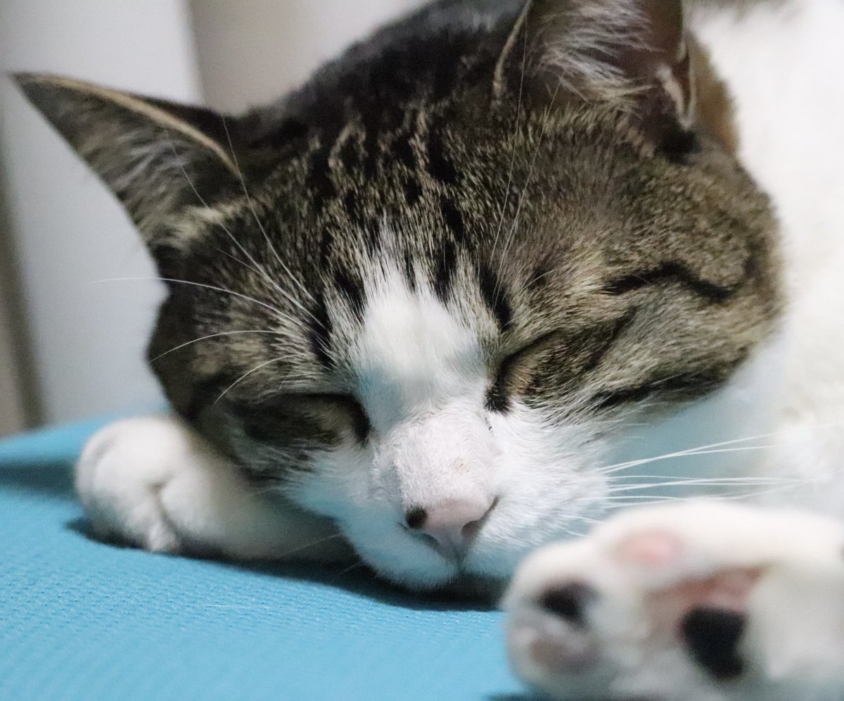 Gatchman666's tweet photo. インスタの方でも報告させて頂きましたが、今朝方 愛猫のポップ（9歳♂）が旅立ちました。退院後ほんの数日だけでしたが家族と大好きだった家で過ごせました。
配信や動画、トラちんの漫画にも登場していたぽっちゃんですが、皆様にも愛されて幸せだったと思います。

ぽっちゃんお疲れ様でした https://t.co/HpFzoDLf6T
