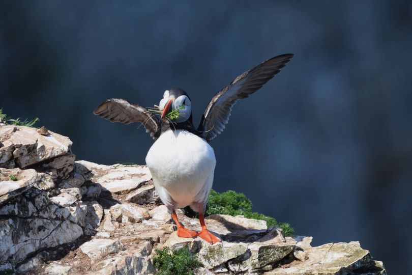 One of our volunteers captured this adorable little Puffin with a beak full of nesting material! 😍 📷 James Davies