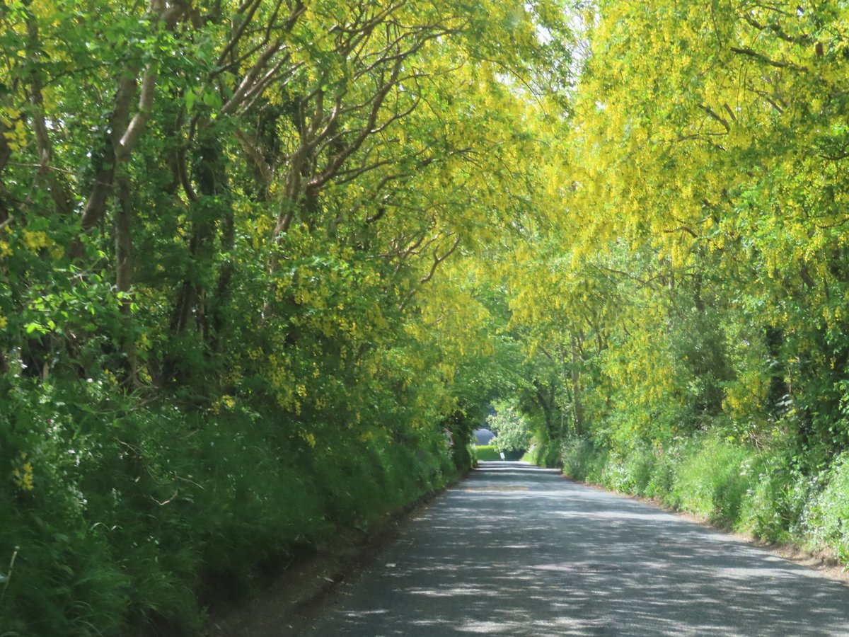 The lanes in May full of laburnum hedgerows too leave fields divided by colour. X