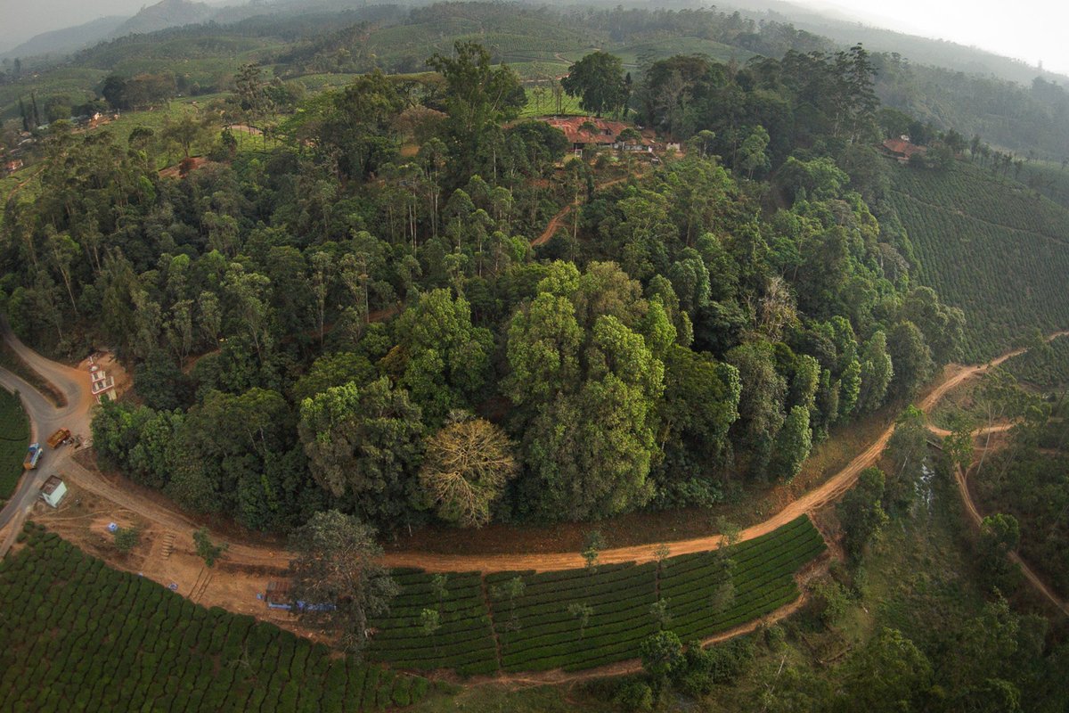 #FromTheArchives #InternationalDayForBiologicalBiodiversity Anand Osuri writes about learnings from 20+ years of ecological #restoration in the #WesternGhats by @ncfindia. 📷 @KalyanVarma — Forest fragment containing a restoration site Read full story: bit.ly/4dQjwJh