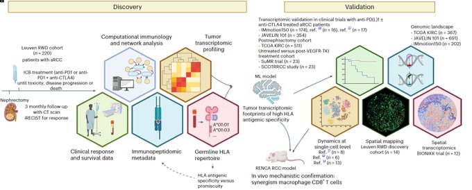 ⚡️ On @NatureMedicine - A spatial architecture-embedding HLA signature to predict clinical response to immunotherapy in renal cell carcinoma

#KidneyCancer #Immunotherapy @OncoAlert @OncLive 

nature.com/articles/s4159…