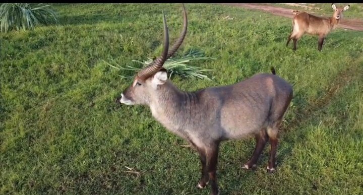 ctcconservationcenter tweet media