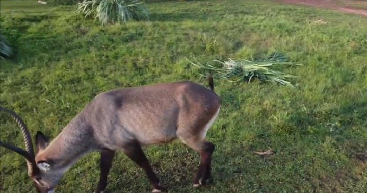 ctcconservationcenter tweet media