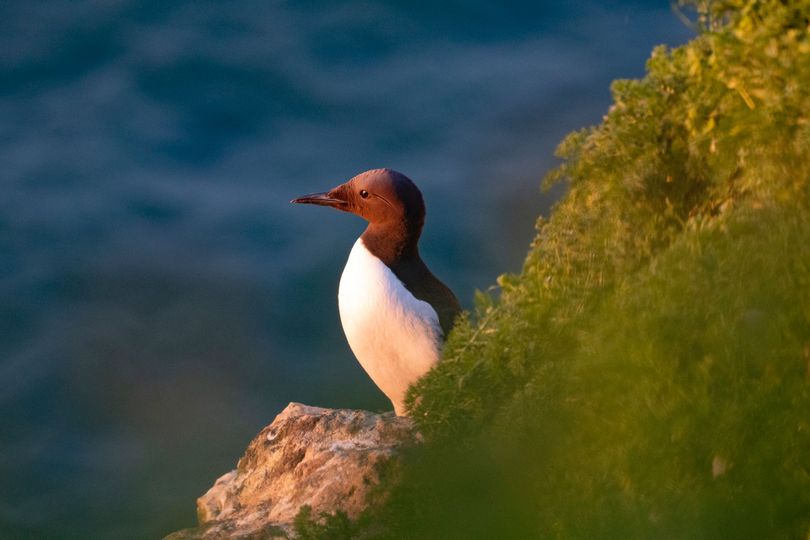 We're often asked about the difference between a Guillemot and a Razorbill. In this photo you can see that the feathers are dark brown, not black as the similar Razorbill! Guillemots have a thinner bill compared to a Razorbill's thick black beak that's deep and blunt. 🌾🌼