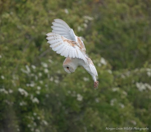 It's a great day for owl spotting! 🦉🔭 📷 Barn Owl - Morgan Green